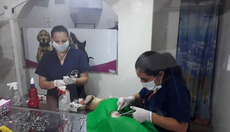 Practicas Reales - El Corcel Centro Tecnico Veterinario Cali Colombia